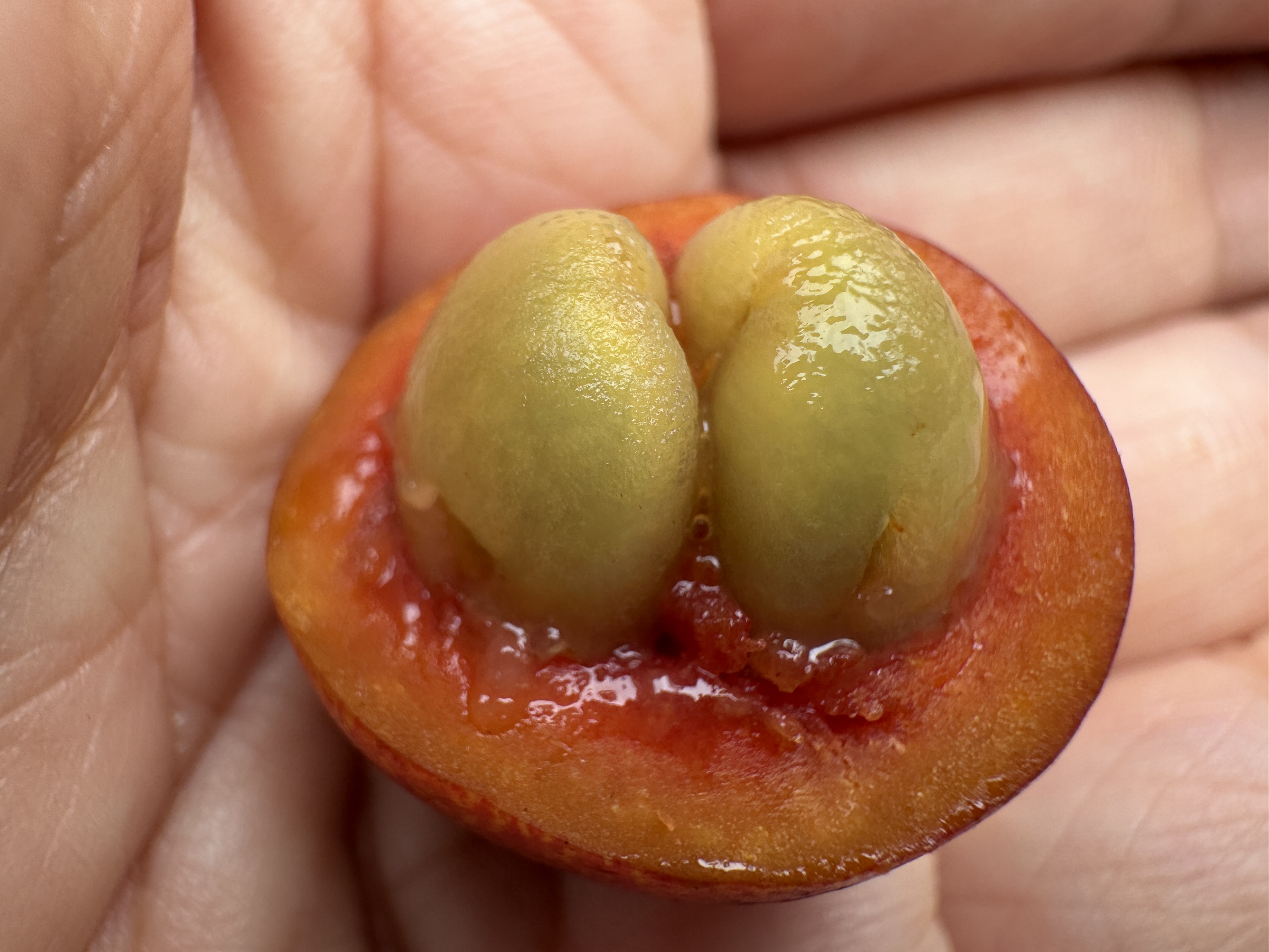 Teasing Out Natural Sweetness