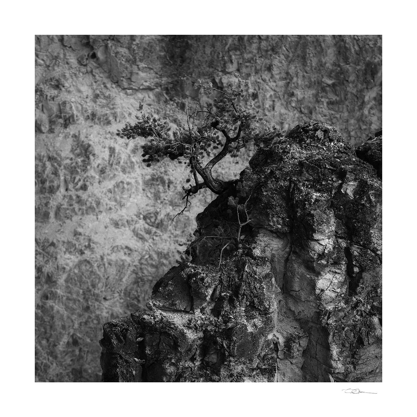 Dean Olson- Yellowstone Bonsai