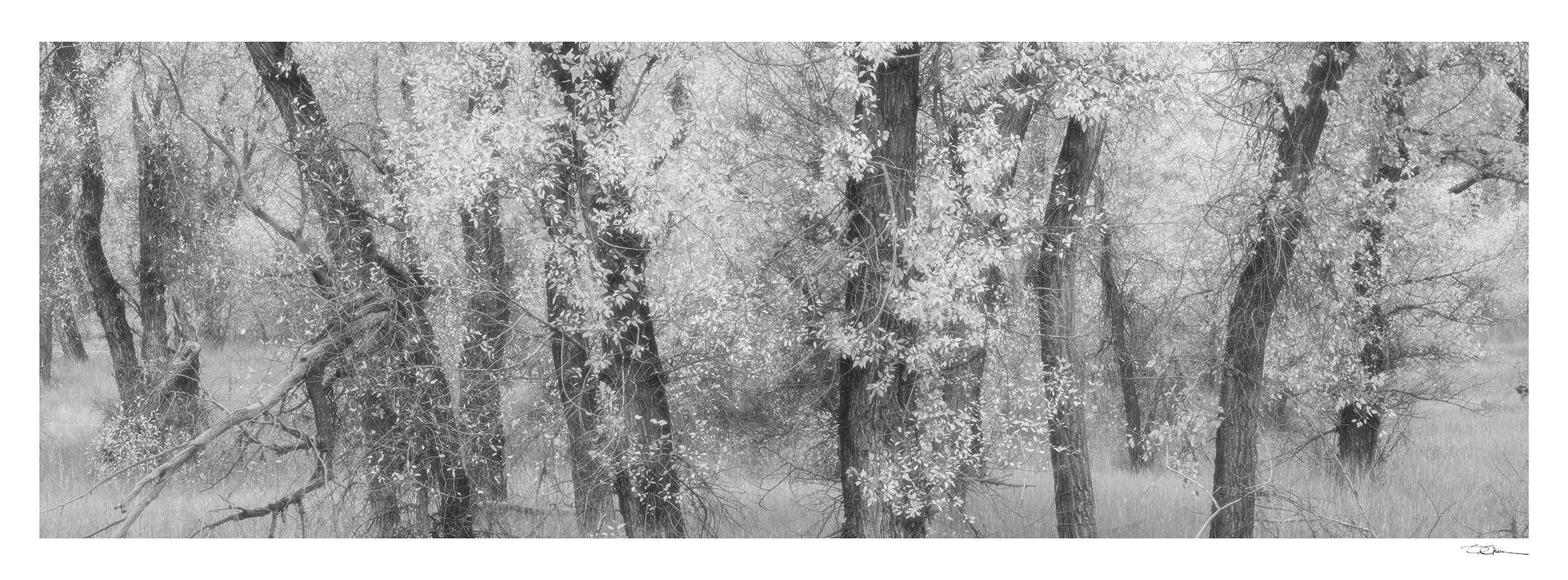 Dean Olson- Autumn Leaves
