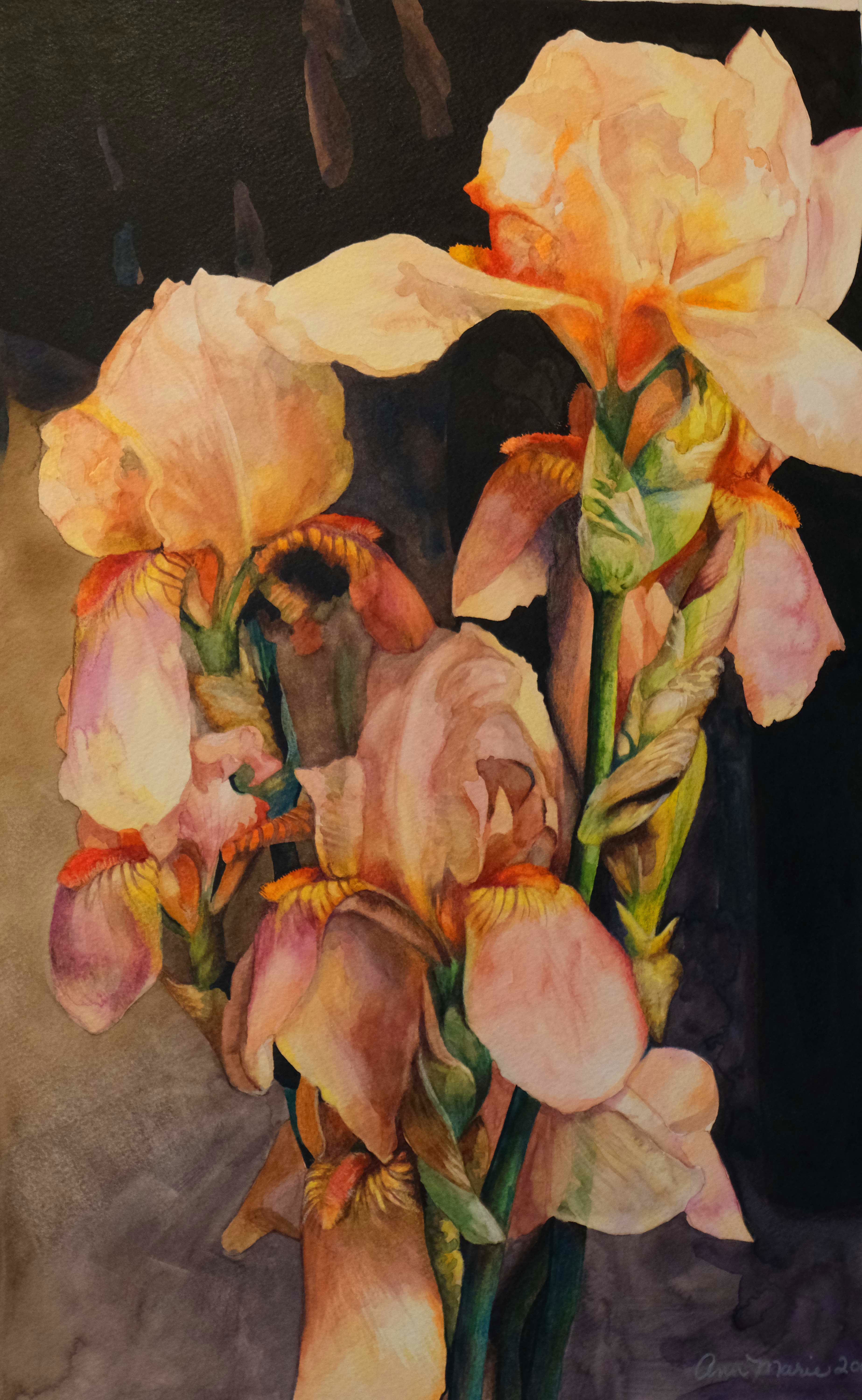 Anna Marie Noble- Buster's Iris 